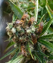Abejas hacen miel con resina de marihuana